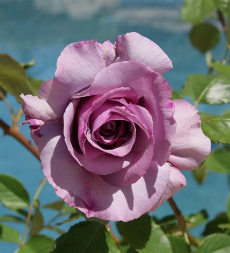 Organic Garden Dreams Rose Of The Month Sweetness