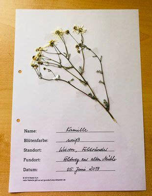 Herbarium Vorlage Pdf Herbarium Deckblatt Pdf Zum Ausdrucken