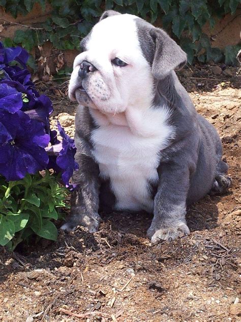 27 English Bulldog Blue Puppy Pic Bleumoonproductions