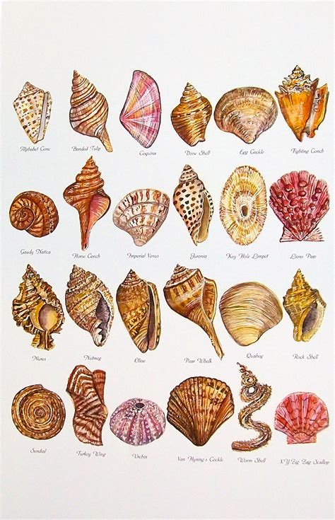 Check spelling or type a new query. My seashell alphabet watercolor...print of original. 11 x ...