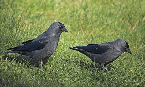 Within 48 hours you'll meet with an attorney for full details and exact strategies will be developed. Dohlen Foto & Bild | tiere, wildlife, wild lebende vögel ...