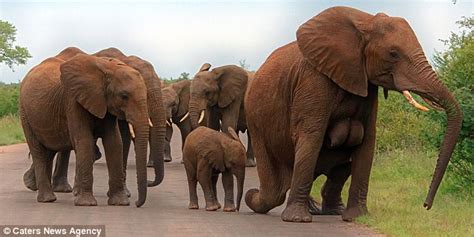 Kruger National Park Photographer Renata Ewald Captures An Elephant