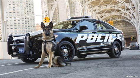 Police K9 Wallpapers Top Free Police K9 Backgrounds Wallpaperaccess