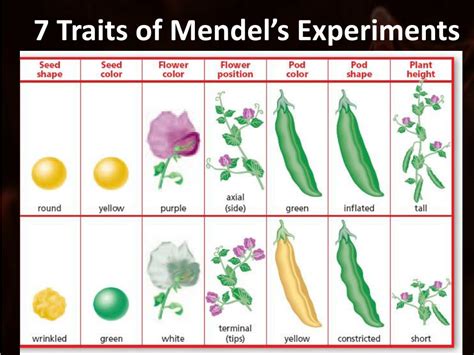 Ppt Mendel Genetics Powerpoint Presentation Free Download Id2680831