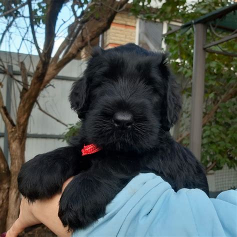 Giant Schnauzer Puppy Dogs Jelena Dog Shows