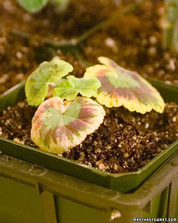 Curious,inquisitive,experimental entrepreneur who cares about the world we live in. Propagating Geraniums | Propagating geraniums, Geraniums ...