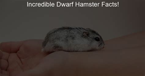 Incredible Dwarf Hamster Facts Lil Hamster Love