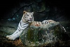 🐯 Tigre Blanco: Características y Curiosidades » Animales Salvajes