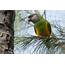 Senegal Parrot  Nature
