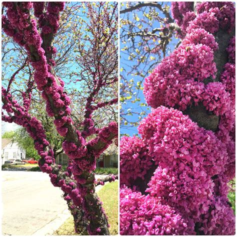 Plants Of This Week April 11 2019 Neil Sperrys Gardens