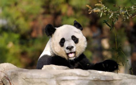 Giant Panda Mei Xiang Artificially Inseminated At Smithsonians