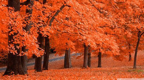 39 Beautiful Autumn Hd Wallpapers 1920x1080 On Wallpapersafari