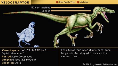 Velociraptor Description Size Diet And Facts