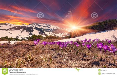 Field Of Blooming Crocuses In The Spring In The Mountains Color Stock