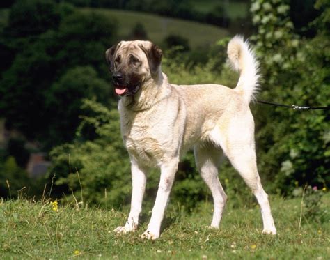 Anatolian Shepherd Dogs Breeds Pets