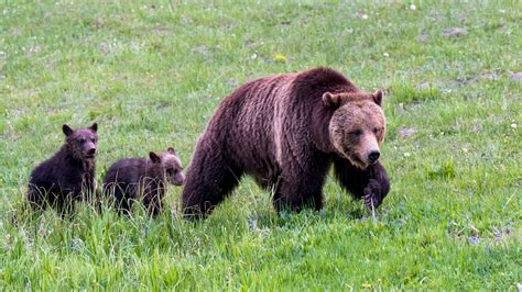 Yellowstone Grizzly Bears Are Again Listed As Threatened Science Aaas