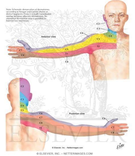 Dermatomes Of Upper Limb Patient Education Physical Therapy The Best