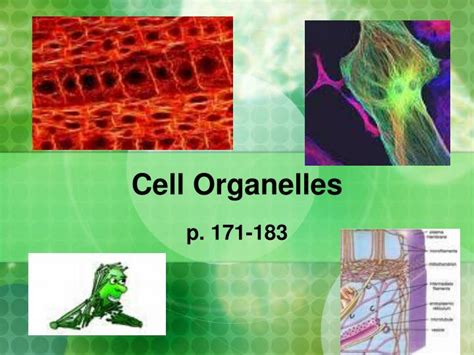 Ppt Cell Organelles Powerpoint Presentation Free