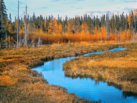 Free Images Landscape Tree Nature Forest Wilderness Meadow