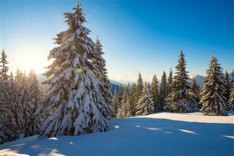 Magic Sunrise In The Winter Mountains After Snowfall Stock Image