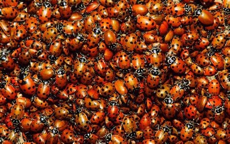 A Massive Ladybug Swarm Is Moving Through California Travel Leisure