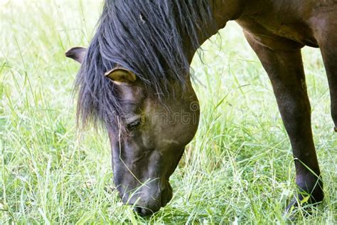 Polish Konik Brown Pony Eating Grass Stock Image Image Of Polish