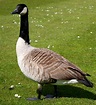 Canada geese are a real nuisance because of what they leave behind