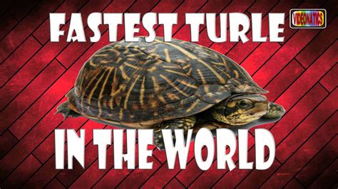 Fastest Turtle In The World Youtube