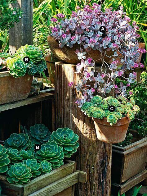 Succulent Container Gardenbeautiful Succulents