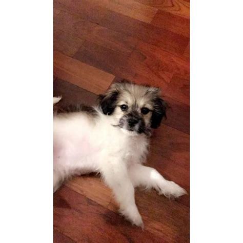 Pomeranian breeders for 25 years. 9-week old Shih-Poo puppy for Sale in Chicago, Illinois ...