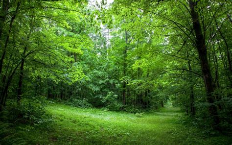 🔥 Free Download Lush Green Forest Path Sunny Wallpapers Lush Green