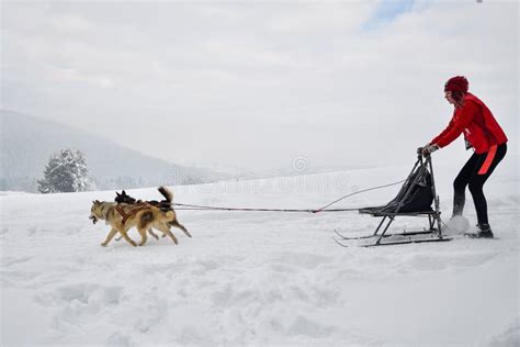 Dog Sled Competition Editorial Photo Image Of Alaskan 111541206