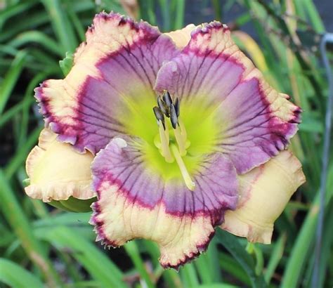 Photo Of The Bloom Of Daylily Hemerocallis Blue Wrangler Posted By