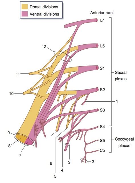 Sacral Plexus Diagram Quizlet