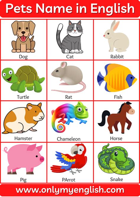 Pet Animals Name Clipart Pets Pet Animal Names List Types Different