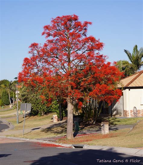 Illawara Flame Tree Brachychiton Acerifolius Coast Palms Cycads