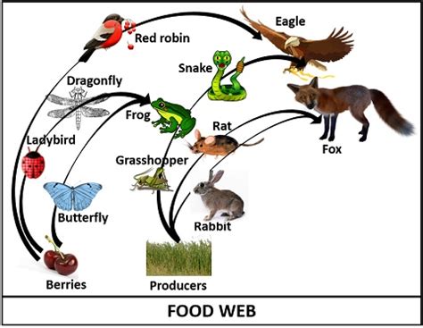 Furthermore, a food web accurately represents all the various food chains that exist in an ecosystem. Difference Between Food Chain and Food Web (with ...