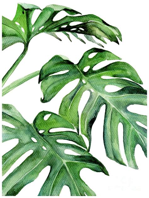 Watercolor Leaf Art Images