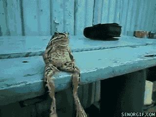 Frog Wtf Gif By Cheezburger Find Share On Giphy