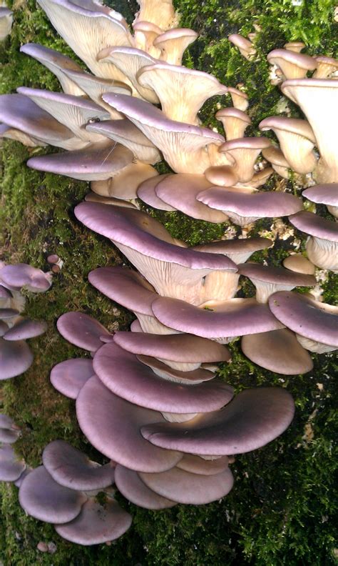 Oyster Mushroom Pleurotus Ostreatusthe Photo Of This