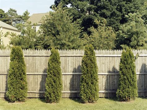 Best Trees For Privacy Fence