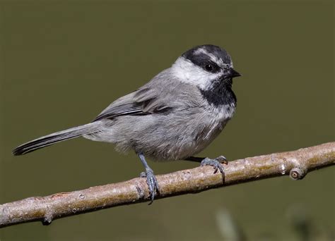 San Bernardino County San Diego Bird Spot