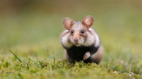 800000 Euro Volstond Niet Nu Moet De Rechtbank De Wilde Hamster