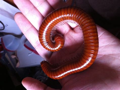 Confessions Of A Lepidoterist Magnificent Millipedes