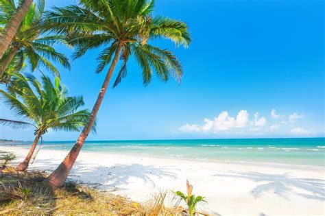 Palm Tree Shadows On The Beach Sea Sand Beaches Palms Nature Hd