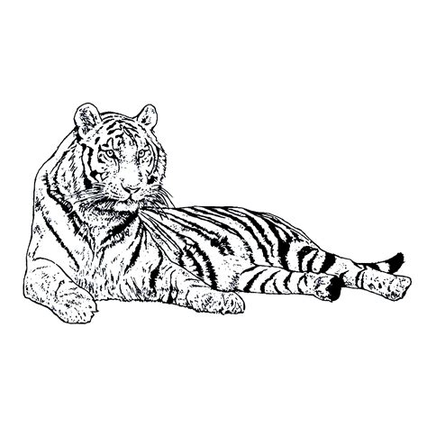 Tiger Ausmalbilder Malvorlagen Kostenlos