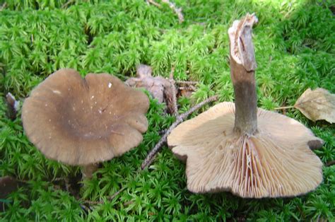Summer Mushrooms And Change 1left