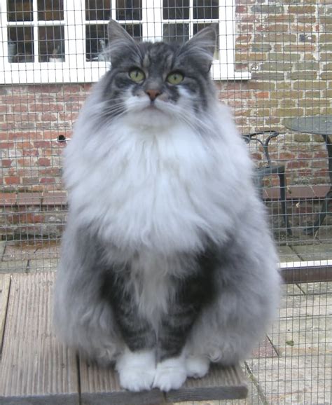 It is also one of the great favourites of people who like and appreciate domestic cats. 50 Most Beautiful Norwegian Forest Cat Photos And Images