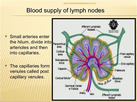 Lymphatics Of Head Neck And Face Dental Crown And Bridge Courses