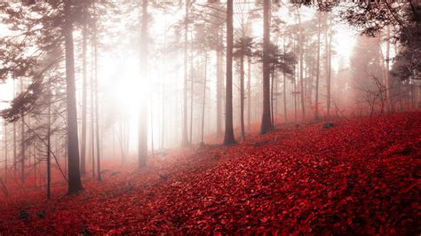 Download Wallpaper 3840x2160 Forest Fog Autumn Foliage